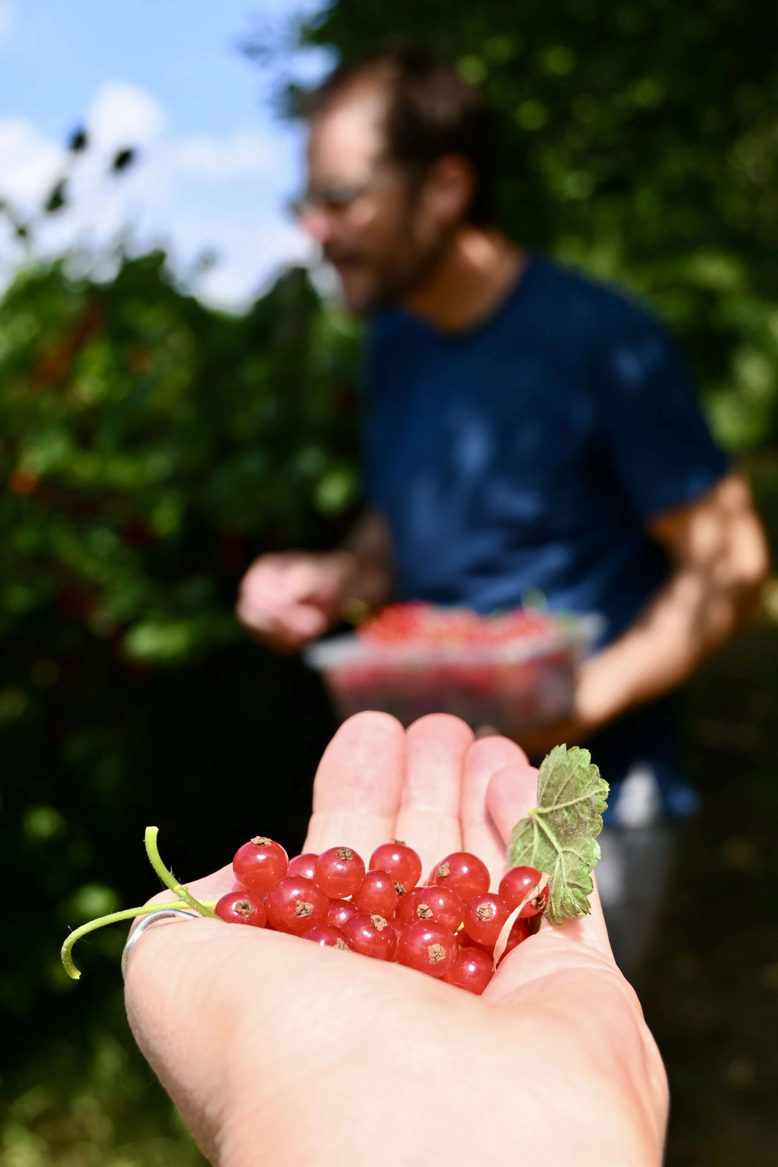 people picking redcurrants at Rectory Farm Oxford