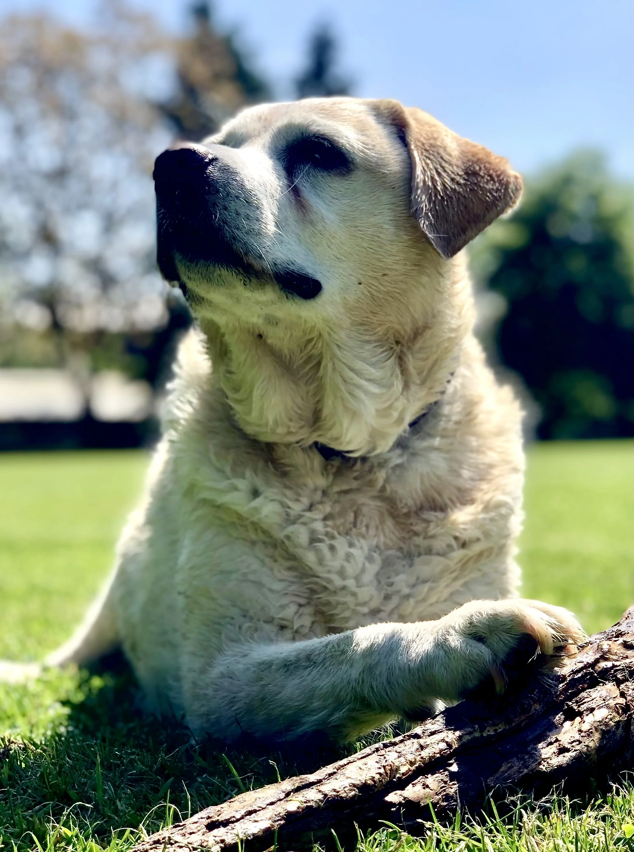family pet dog photographer