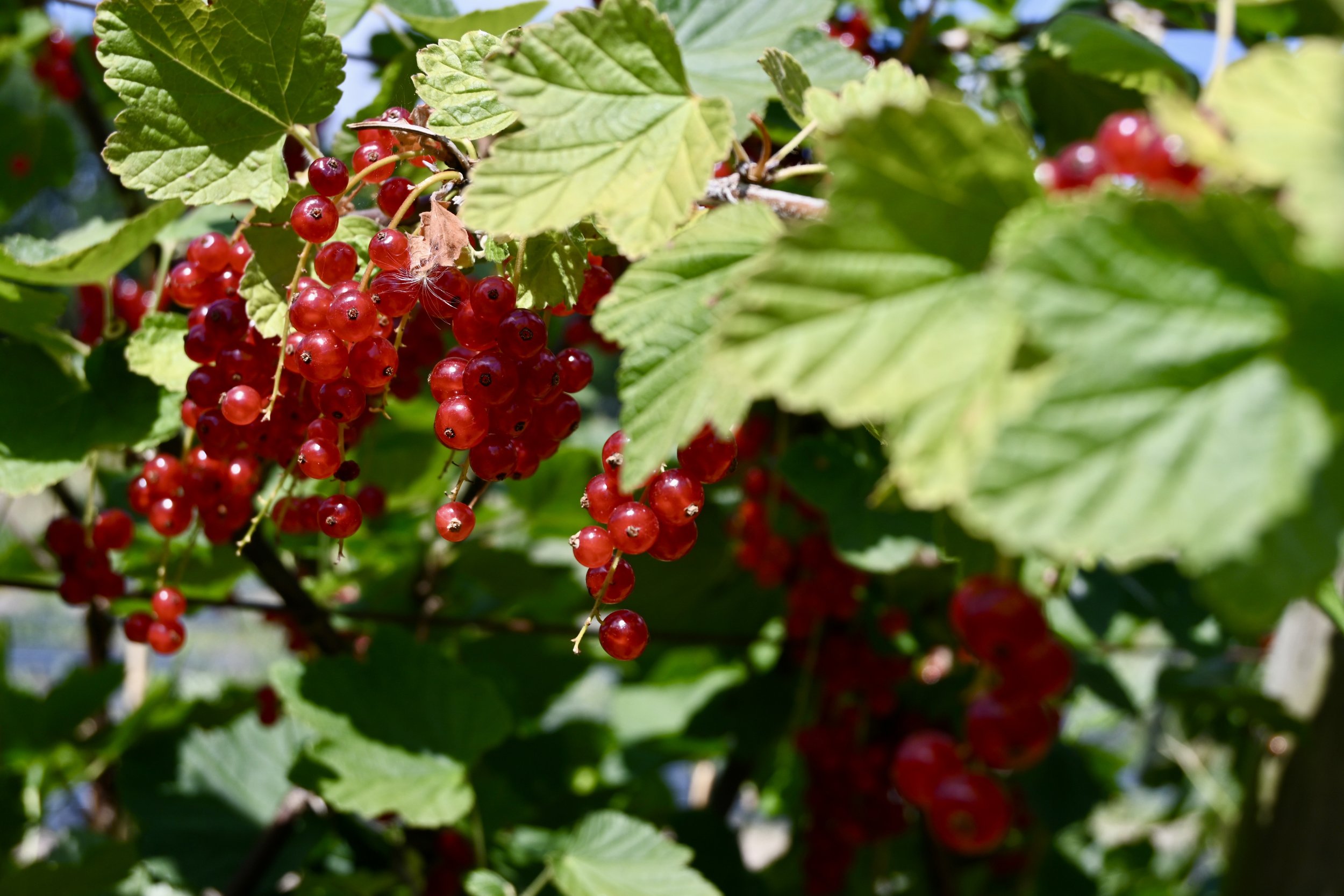 redcurrant fields at Rectory Farm Oxford