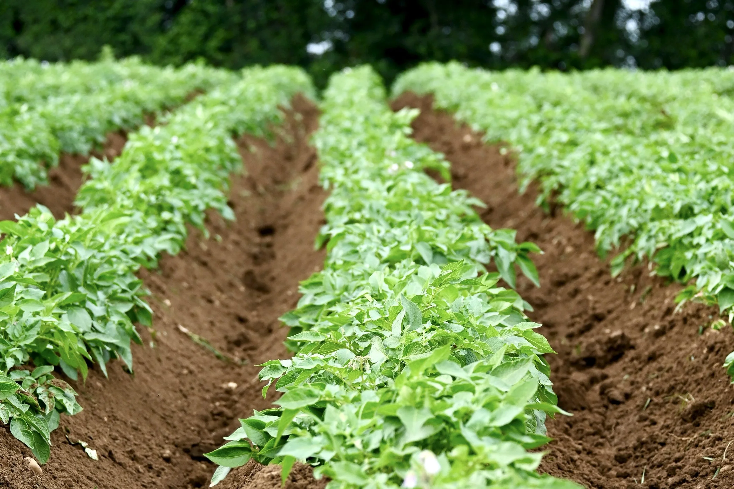 market garden photographer