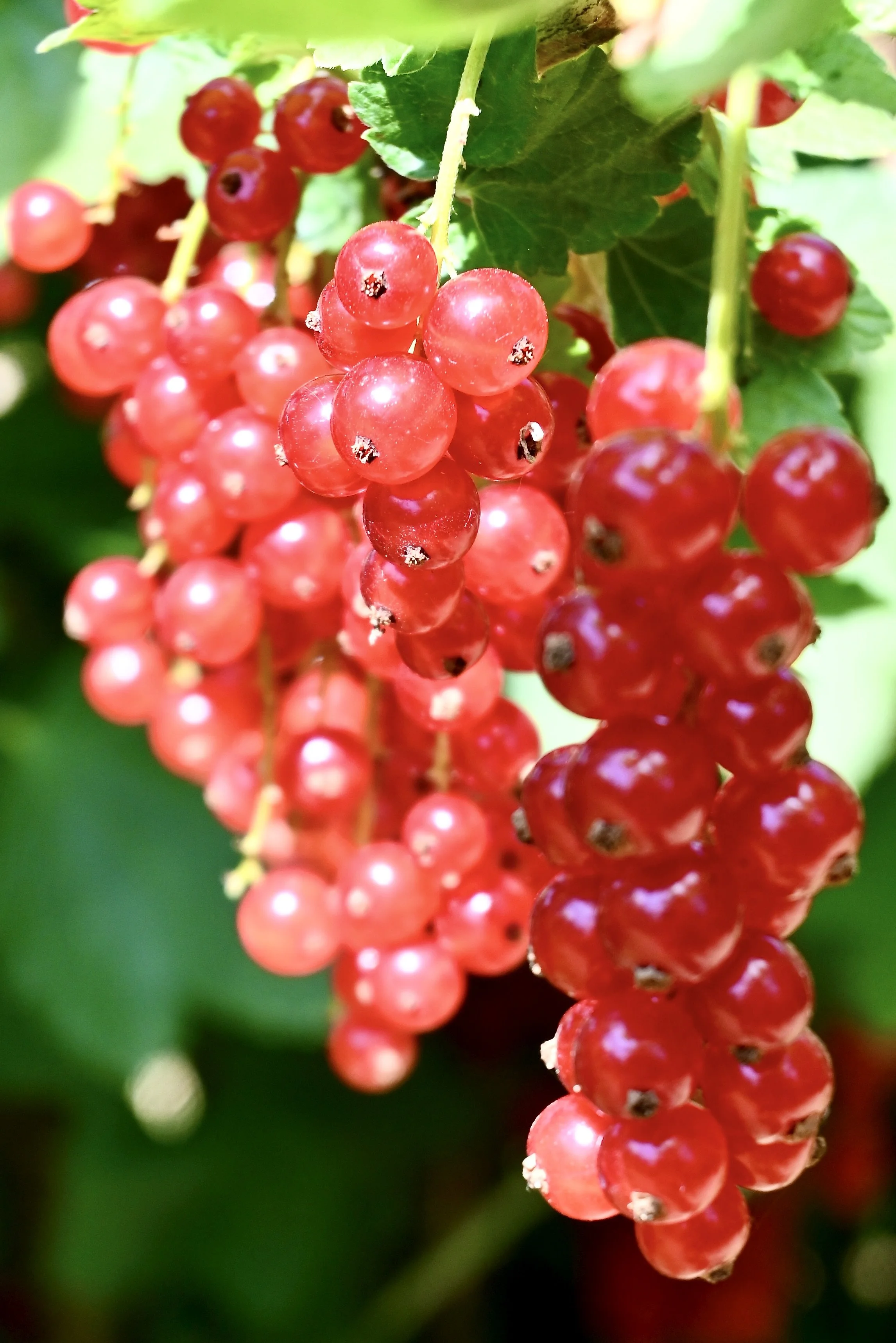 redcurrant fields at Rectory Farm Oxford