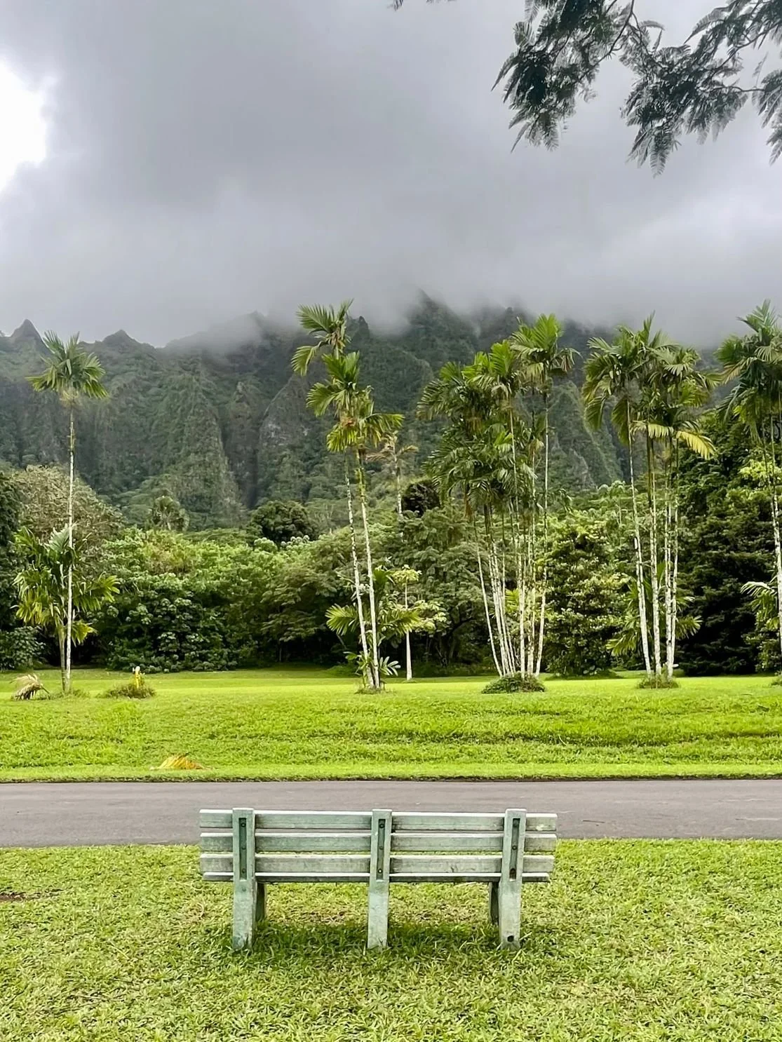 A park scene with green grass, tall palm trees, dense foliage, and mountains partially covered by fog in the background. A pathway runs through the scene, and a wooden bench is in the foreground.