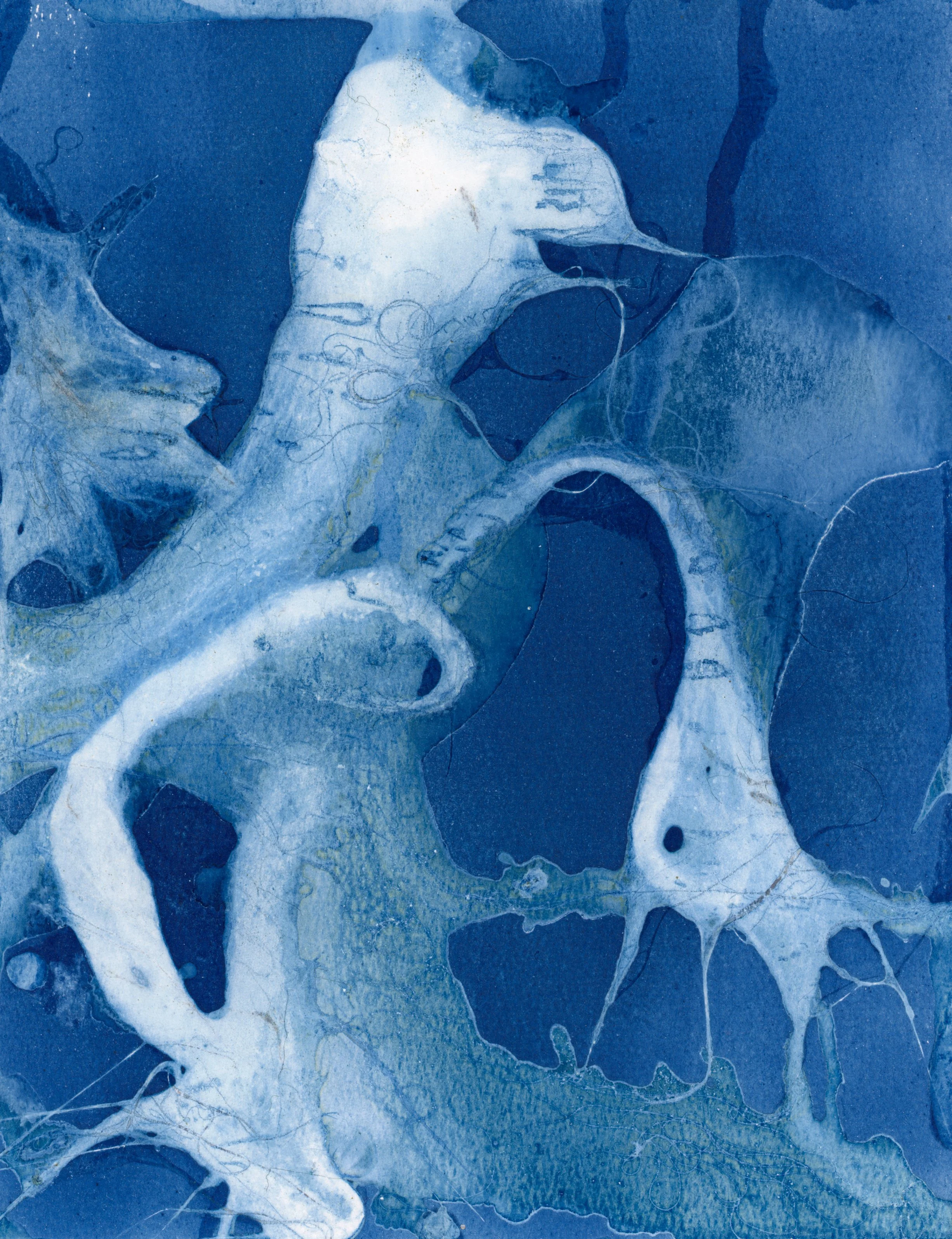 The Algae