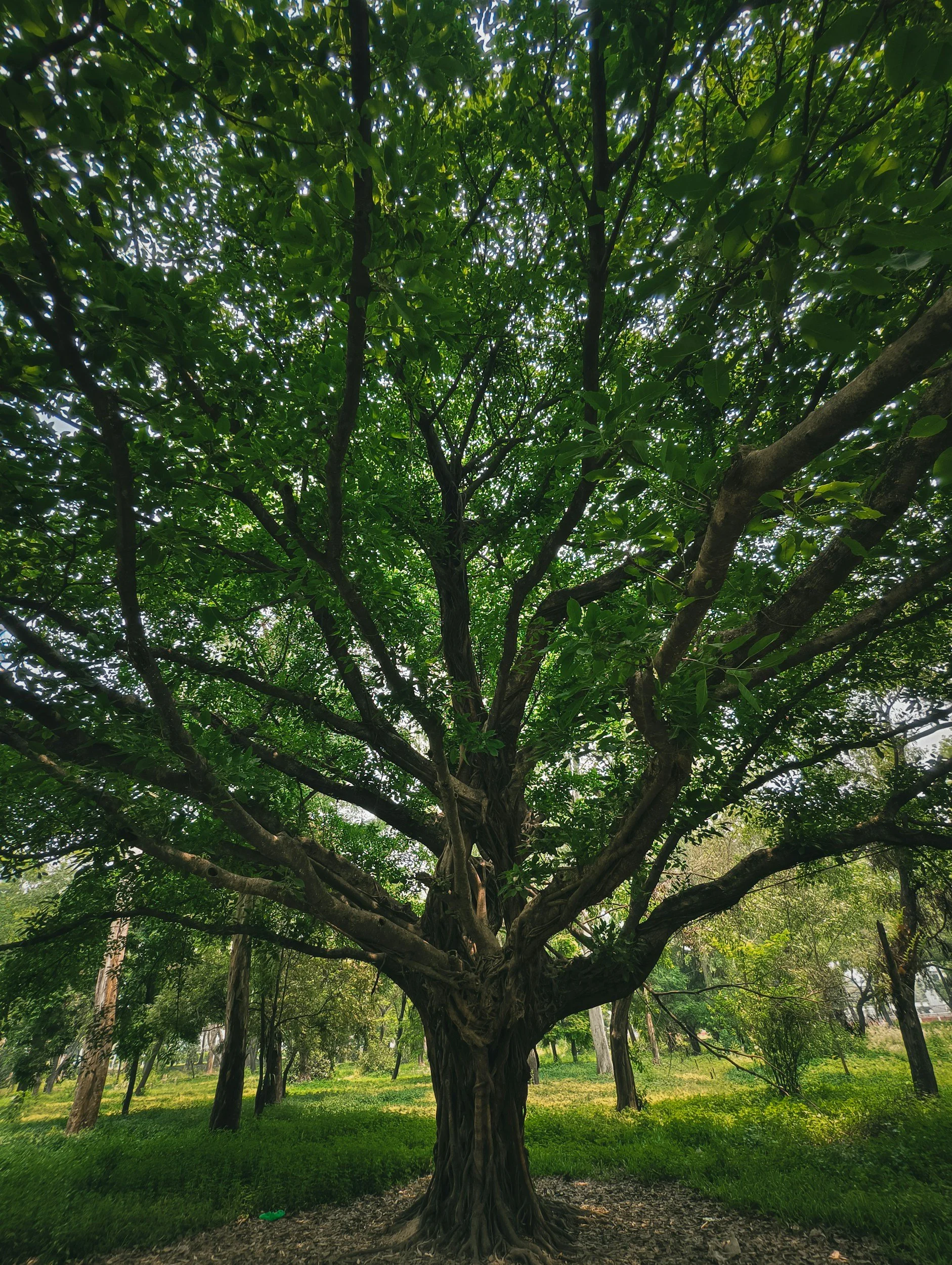 tree with green leaves and many branches