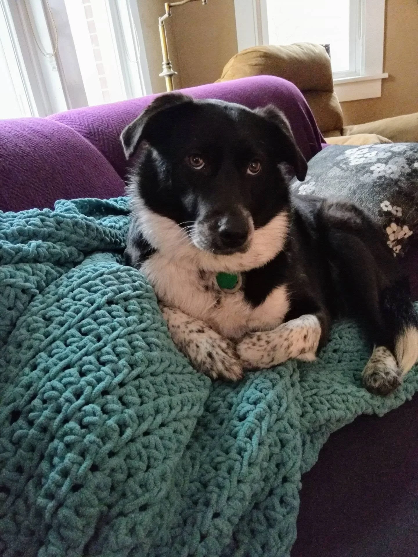 A picture of Rosie the Research Dog, assistant to Dr. C. Kyle Rudick, PhD. Rosie is all ears for any questions about publishing academic research.