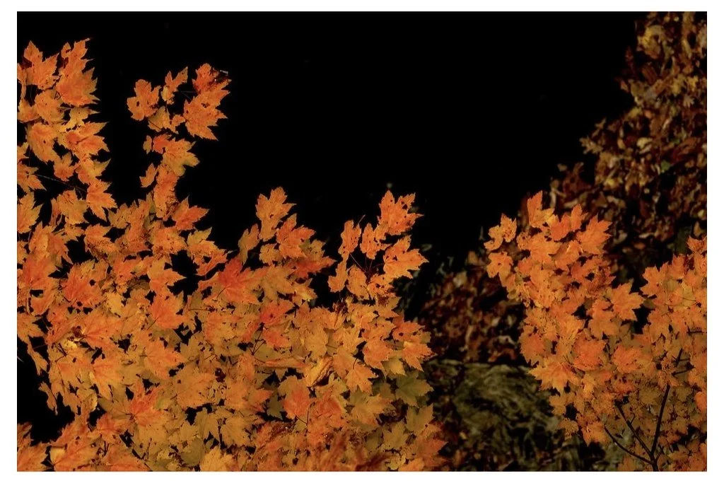 fall-2023_54230795349_l.jpg