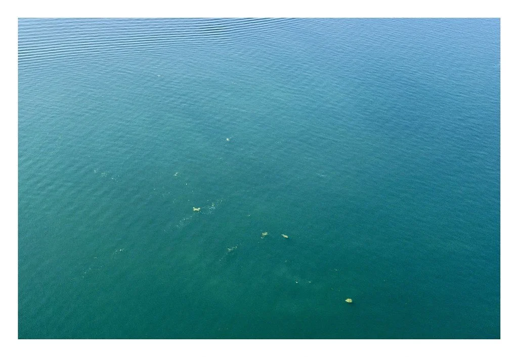 Cayuga Lake in Aurora, NY