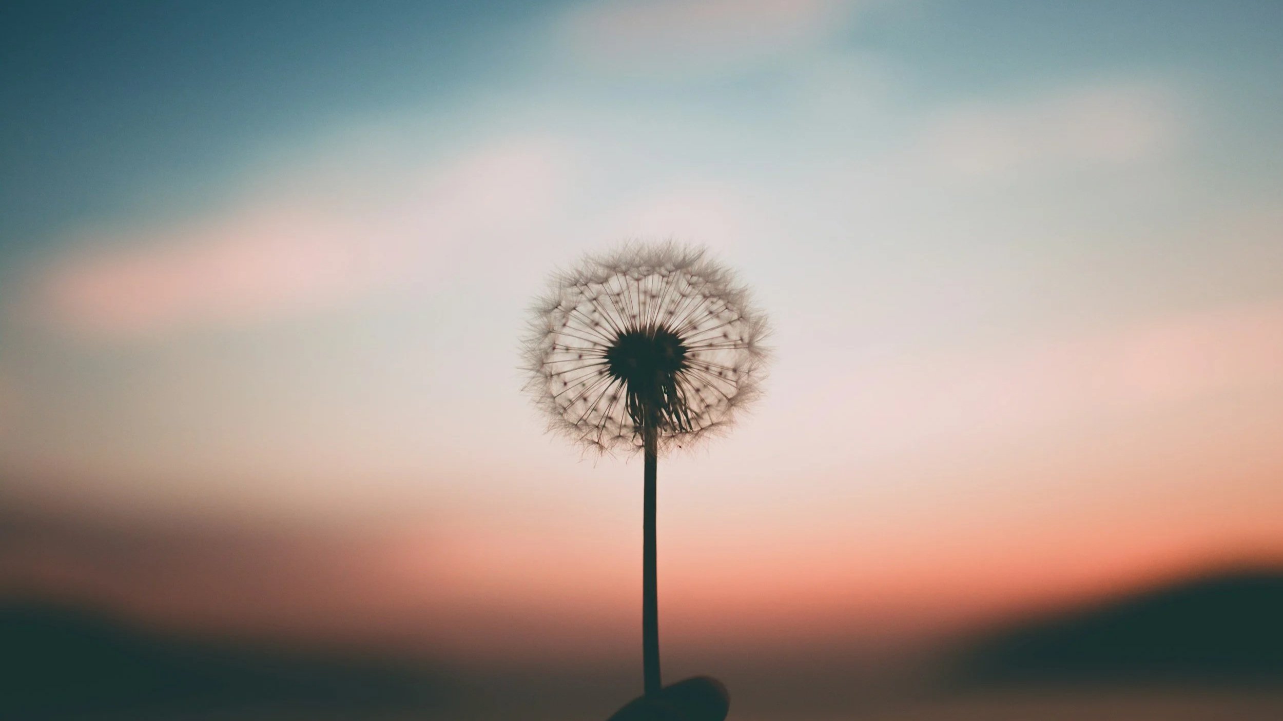 A silhouetted dandelion flower against a pastel-colored sky during sunset or sunrise.