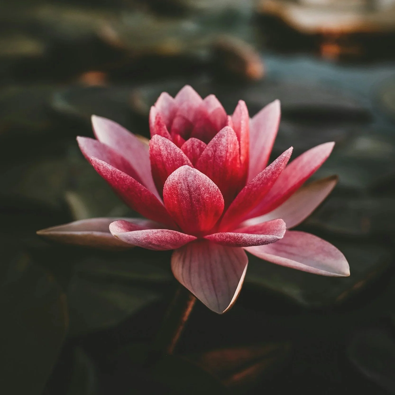 A close-up photograph of a pinkish-red water lily flower floating on dark water, with some blurry reflections and green leaves in the background.