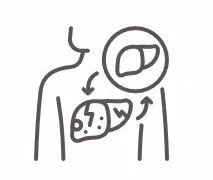 Ilustración del sistema digestivo que representa la gestión de reclamaciones médicas y la revisión de facturas para procedimientos gastrointestinales en el sistema de salud de Estados Unidos.
