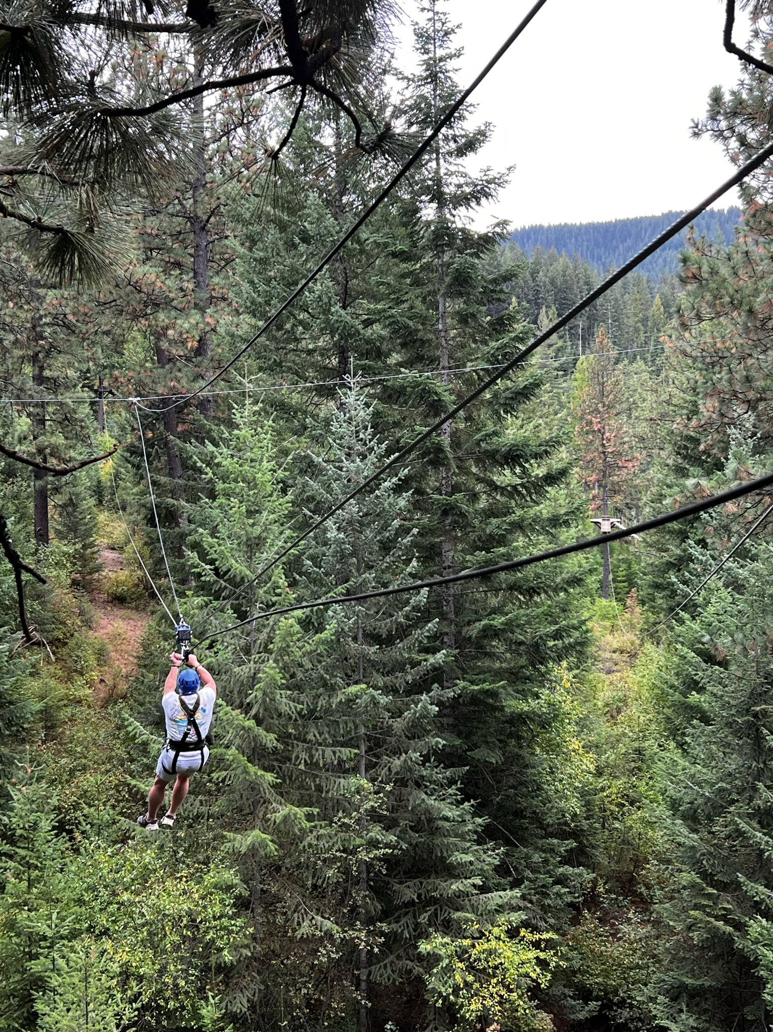 Person zip-lining through a dense forest with tall pine trees, wearing a helmet and harness.