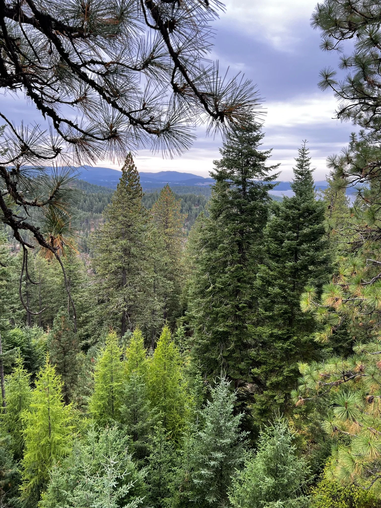 A view of dense green pine forest with mountains in the background under a cloudy sky.