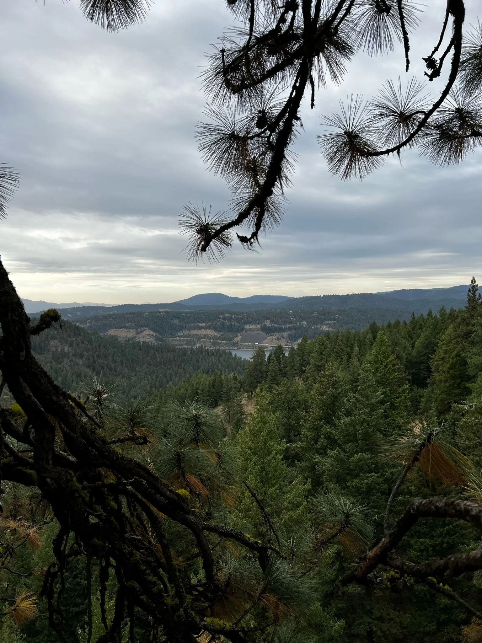 A scenic view of a forest with tall green pine trees, distant mountains, and a cloudy sky, framed by the branches of a pine tree in the foreground.