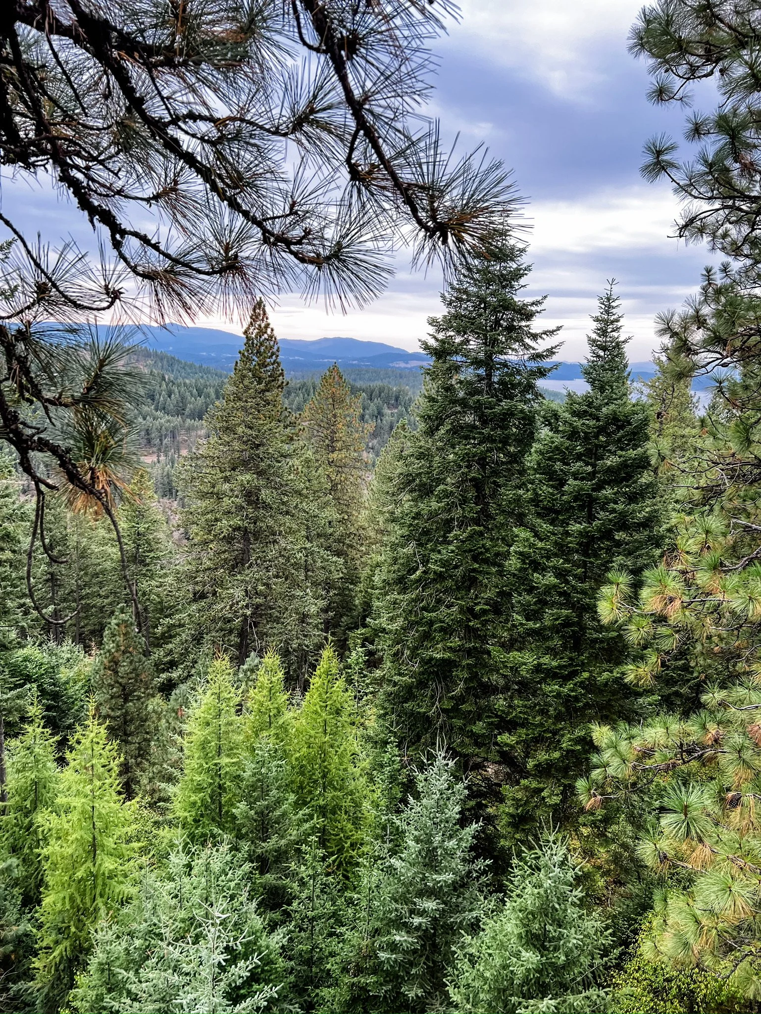 A forested mountain landscape with dense evergreen trees, distant mountains, and a cloudy sky.