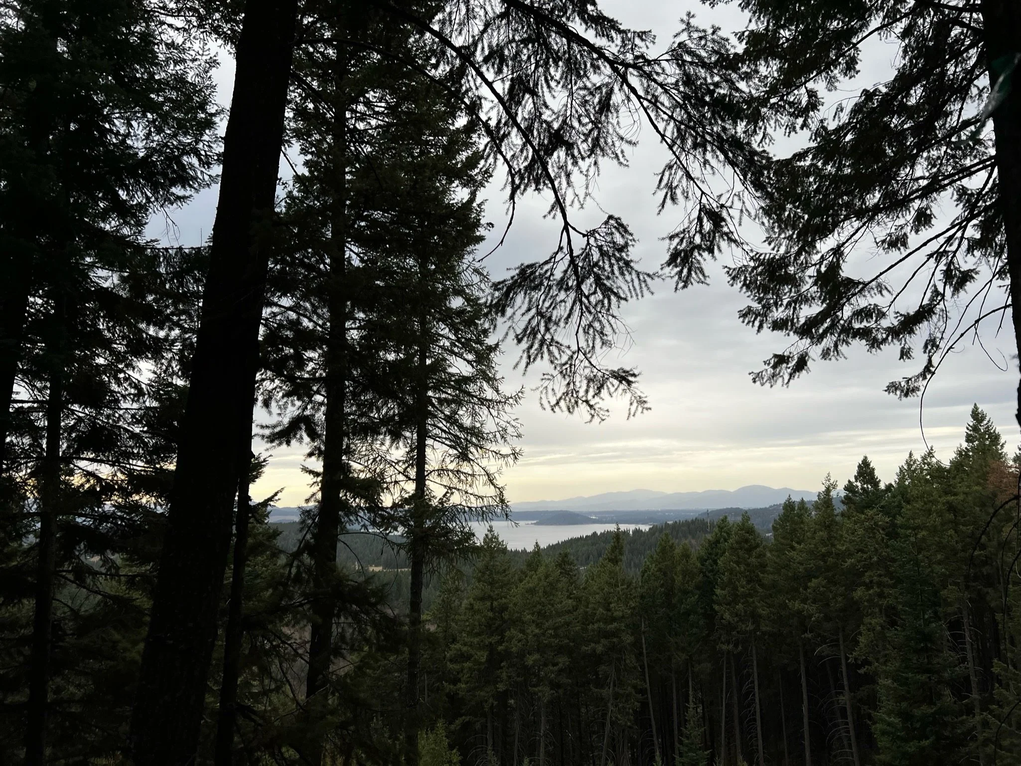 A view through tall pine trees of a lake surrounded by forested hills and mountains in the distance, under a cloudy sky.