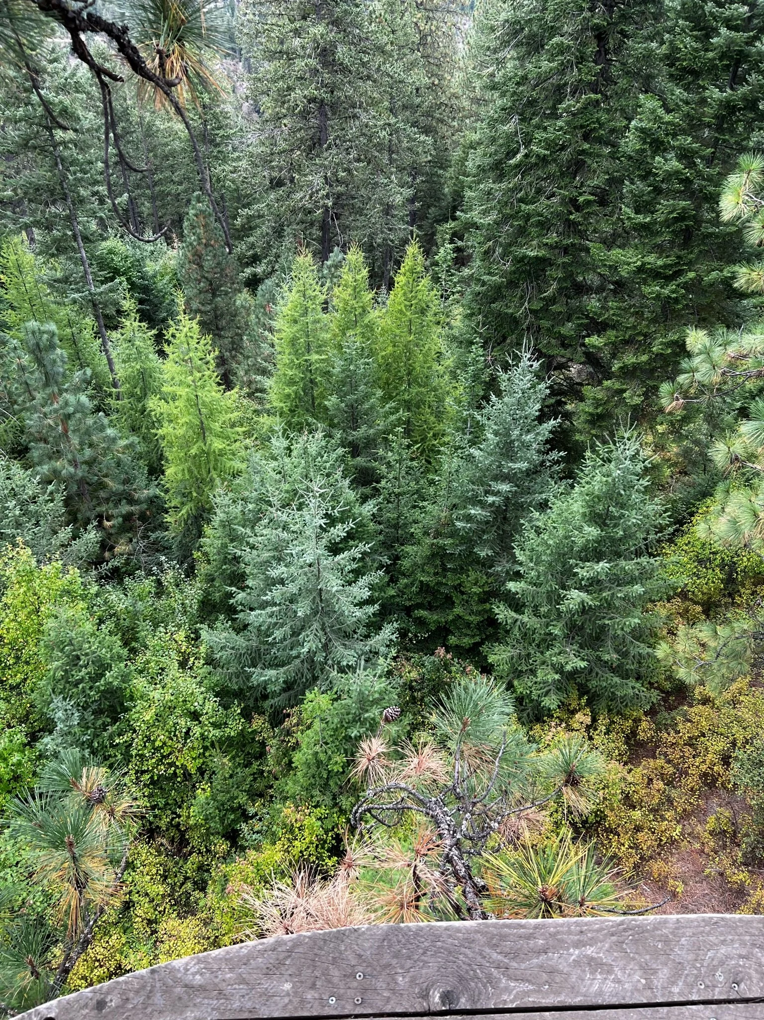 An aerial view of a dense forest with tall green trees, including conifers, and some shrubs near the bottom, with a wooden platform at the bottom edge.