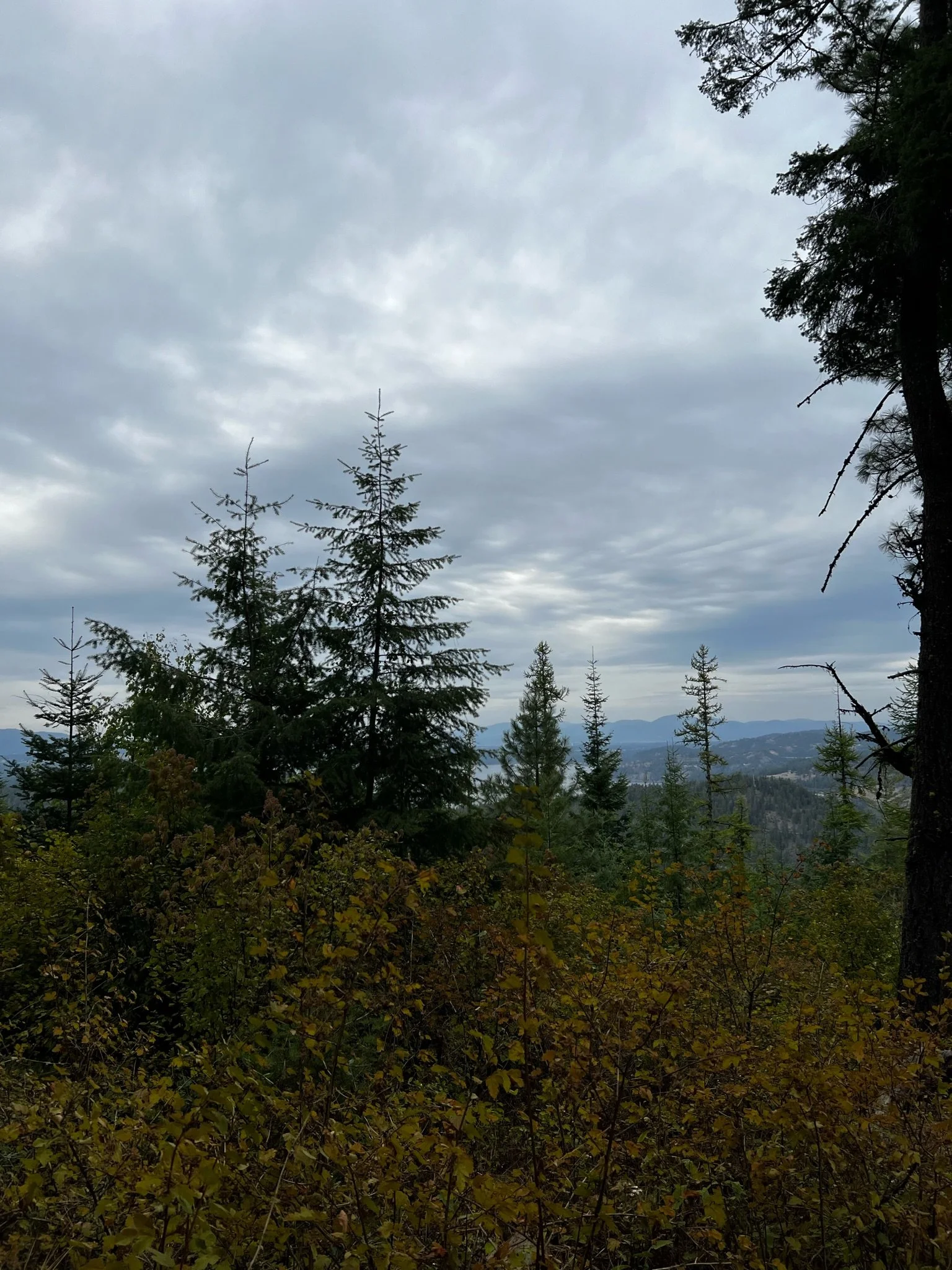 View of a forested mountain landscape with tall evergreen trees, overcast sky, and distant mountain ranges in the background.