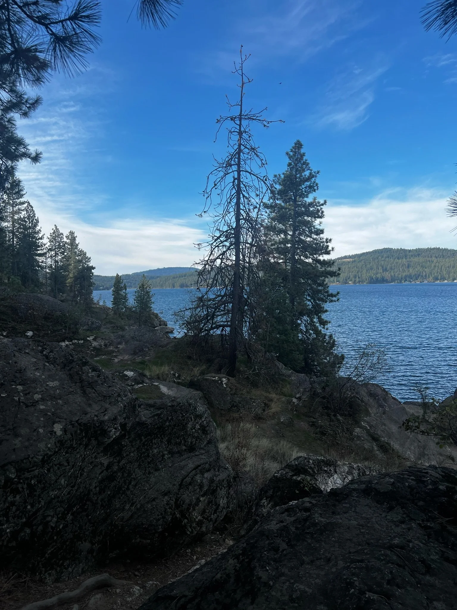 A lakeside landscape scene with large rocks in the foreground and a dead tree with no leaves at the center. Pine trees are visible along the shoreline, with a blue lake and forested hills in the background under a partly cloudy sky.