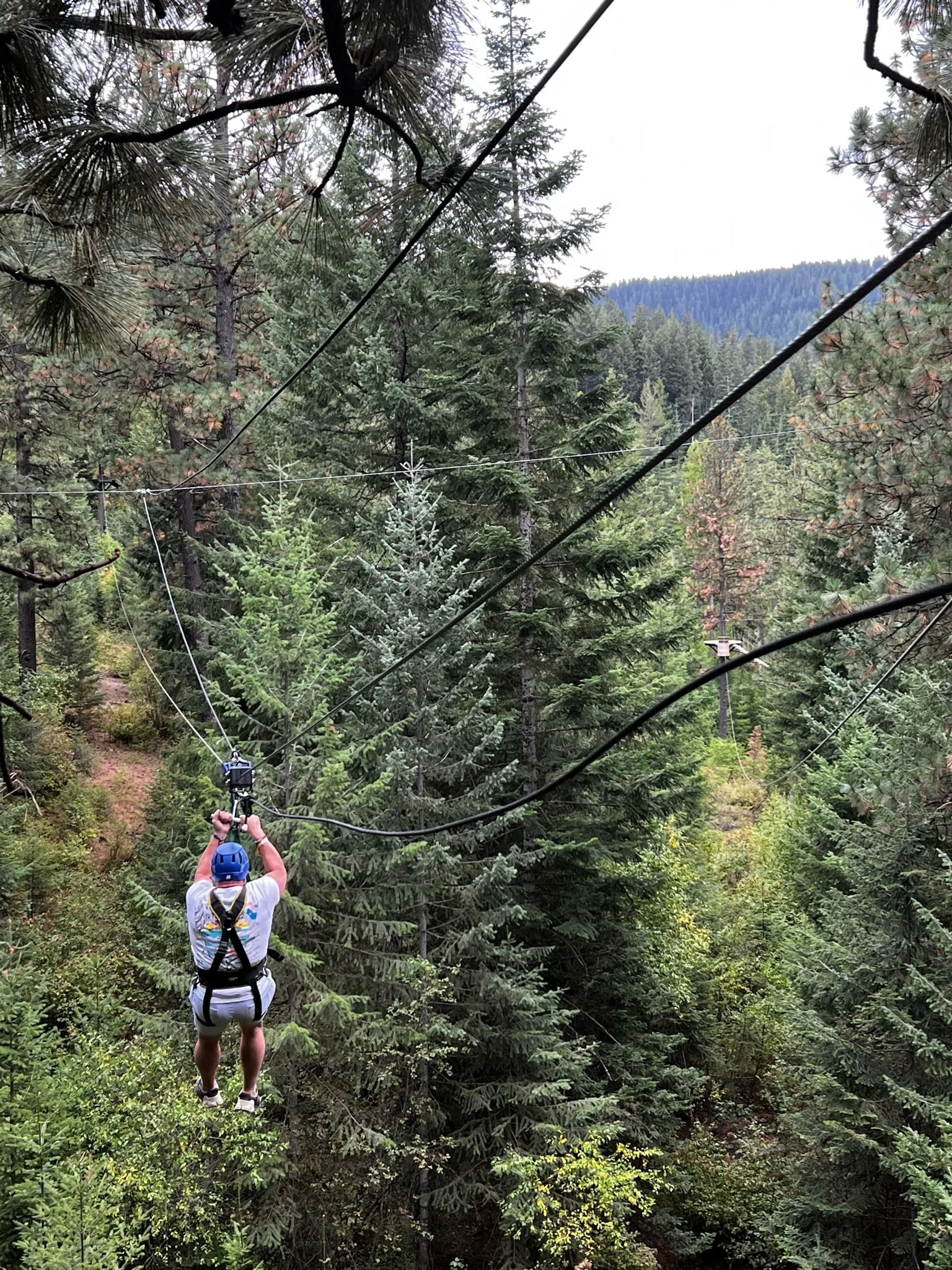 A person wearing a blue helmet and a harness riding a zip line through a dense forest of tall green pine trees with a mountain ridge in the background.