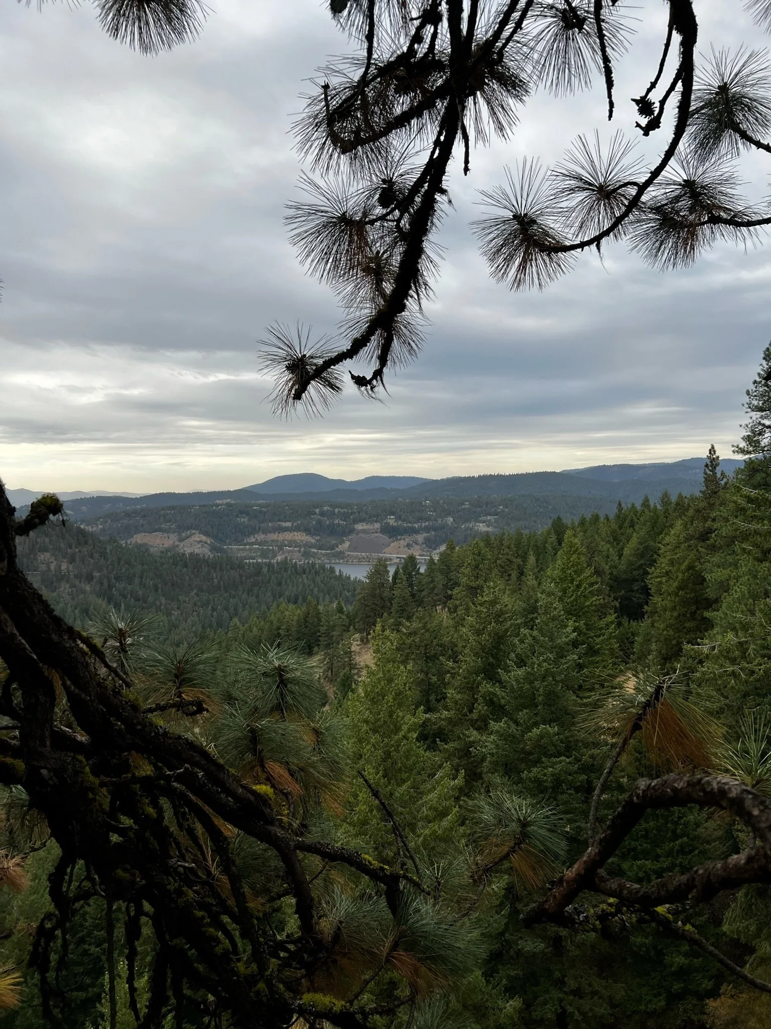 Mountain landscape with dense green forest, overcast sky, and pine tree branches in the foreground.