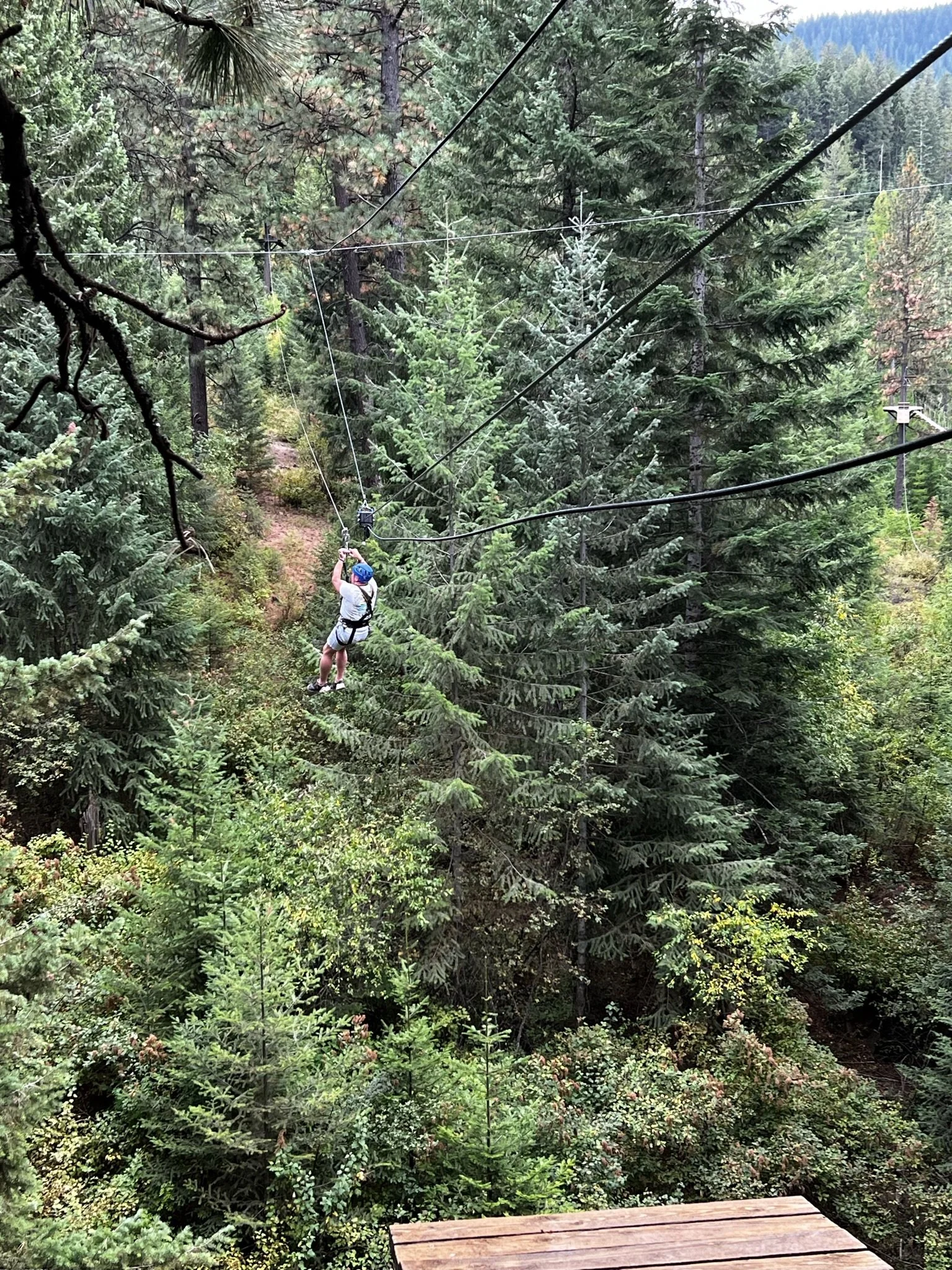 Person zip-lining through a forested area with tall pine trees and greenery.