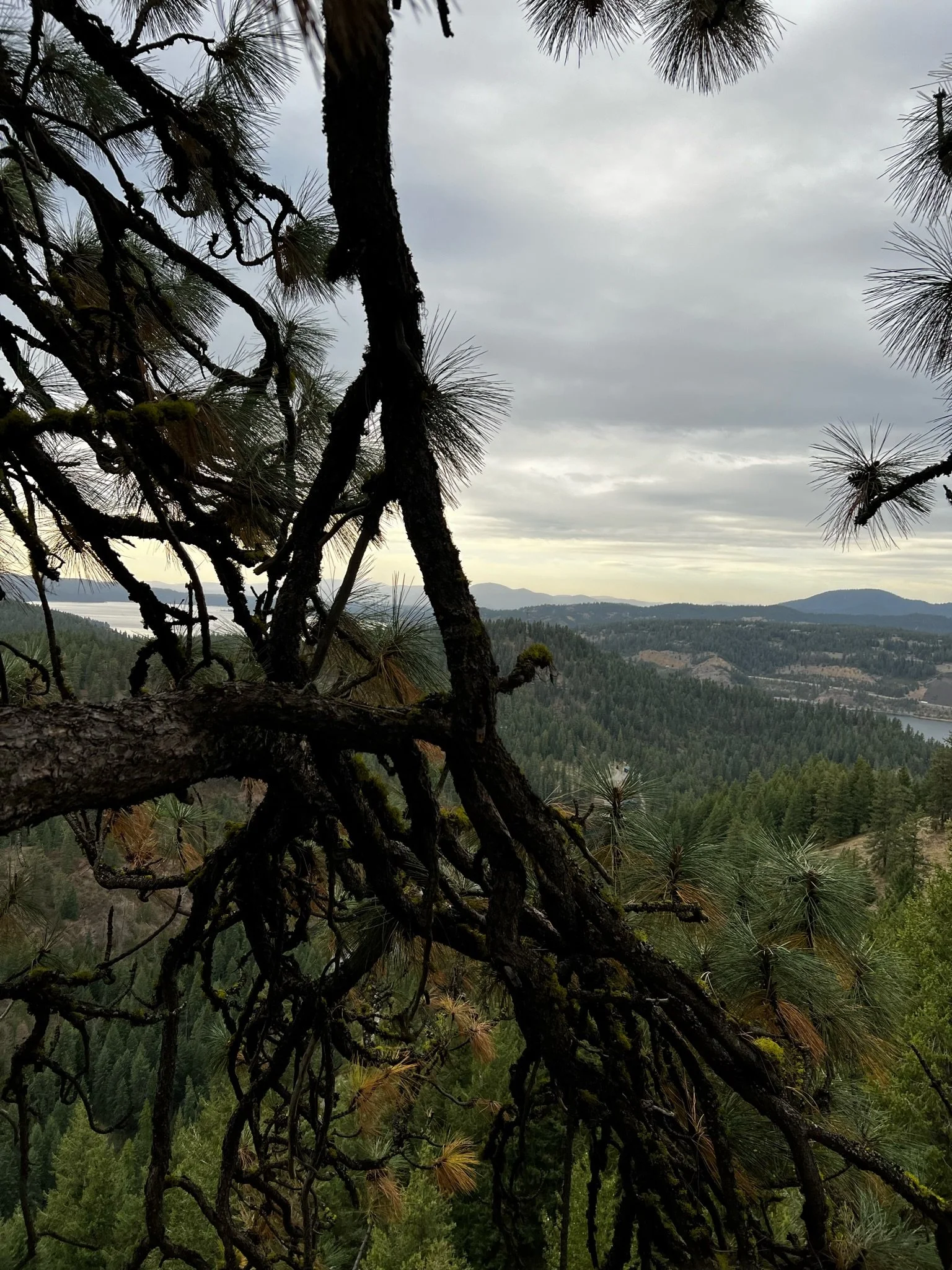 View of a forested landscape with hills and a body of water in the distance, seen through the branches of a tree with dark, moss-covered bark and pine needles on a cloudy day.