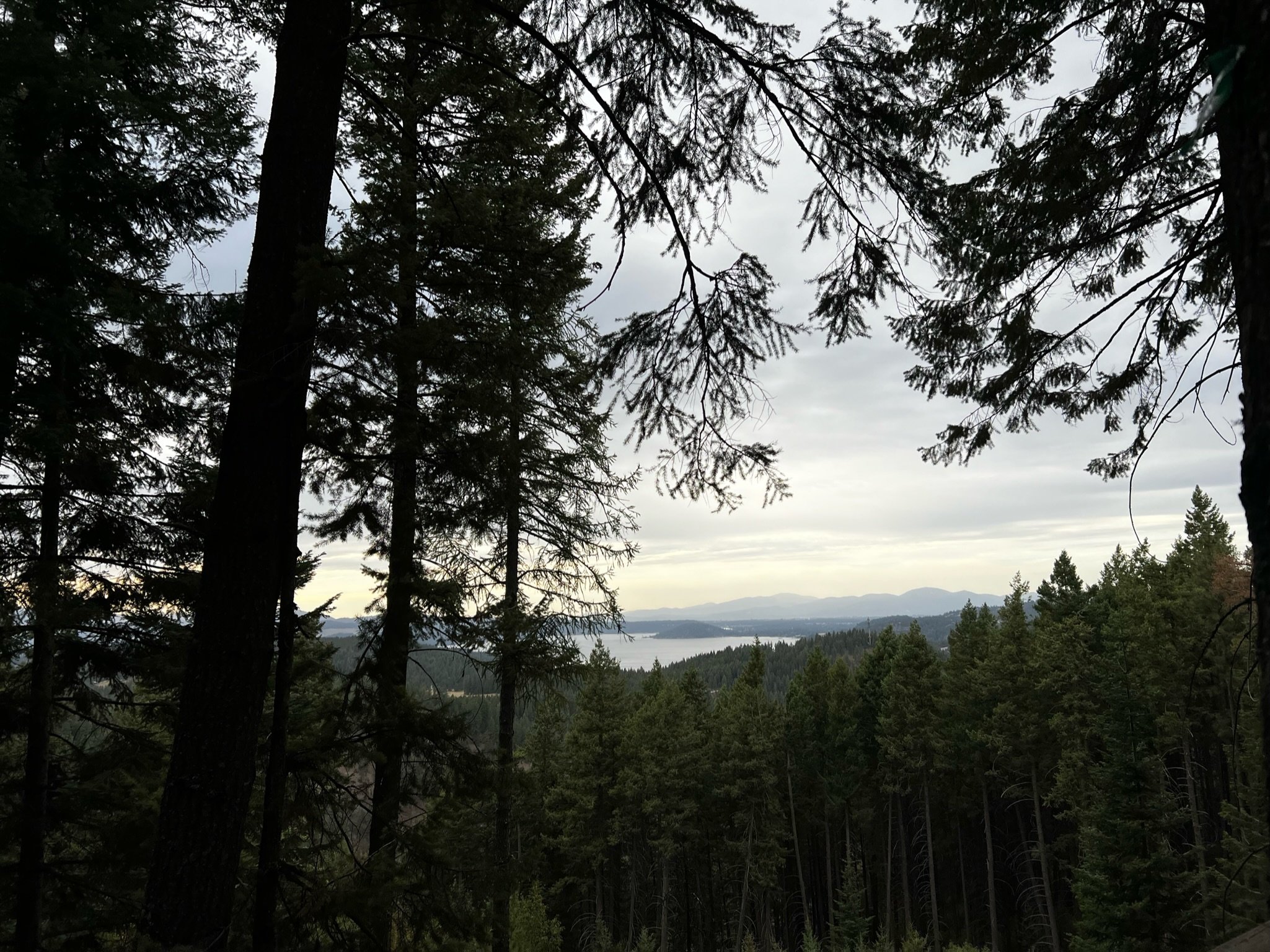 A view of a forest with tall pine trees and a distant lake or river under a cloudy sky.