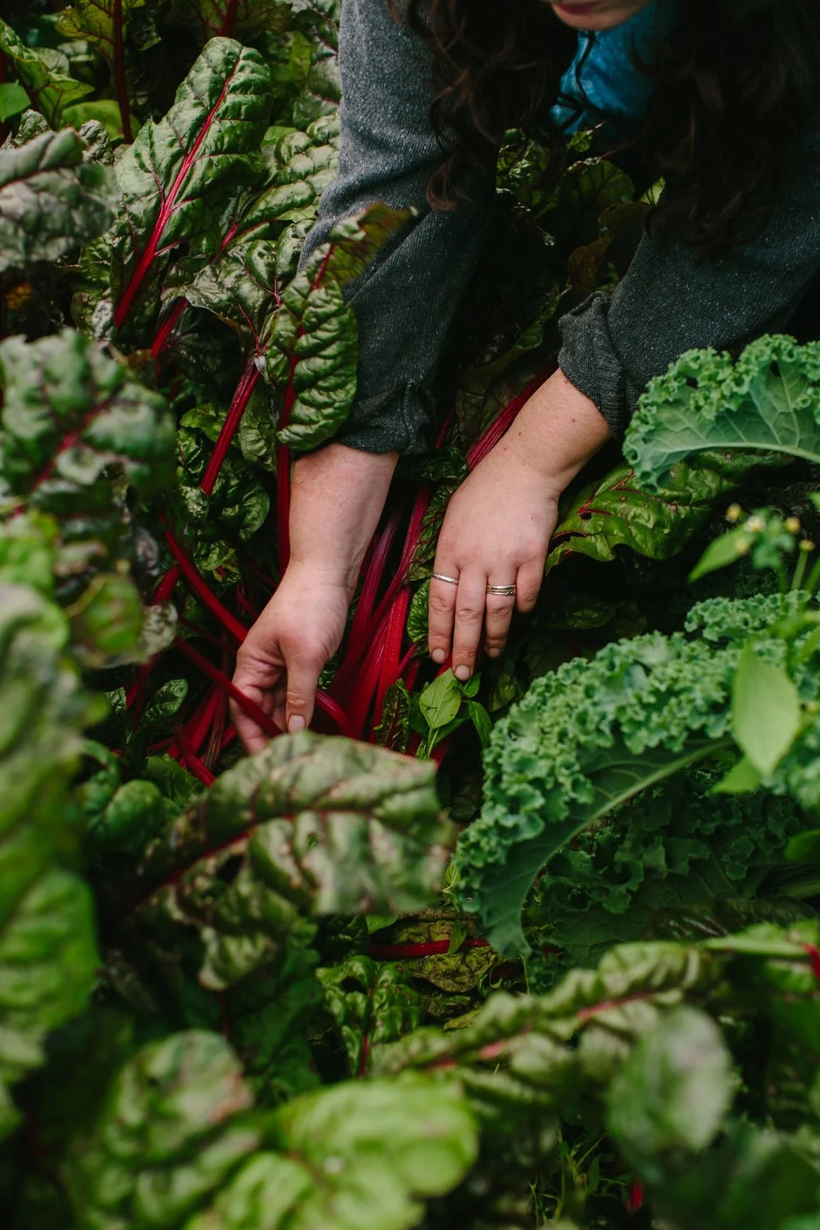 Woman harvesting swiss chard.