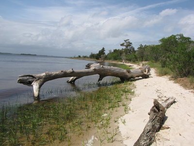 CarolinaBeachStatePark.jpg