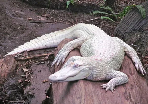 rsz_rico_-_albino_alligator.jpg