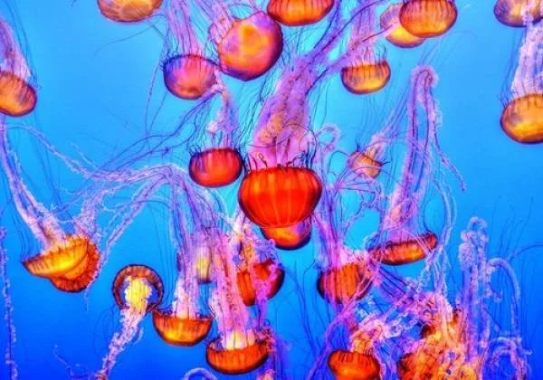 rsz_sea-water-ocean-animal-wildlife-underwater-686628-pxherecom.jpg