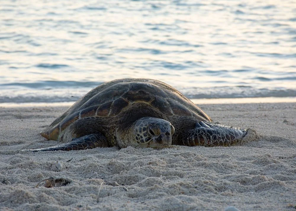 seaturtle.jpg