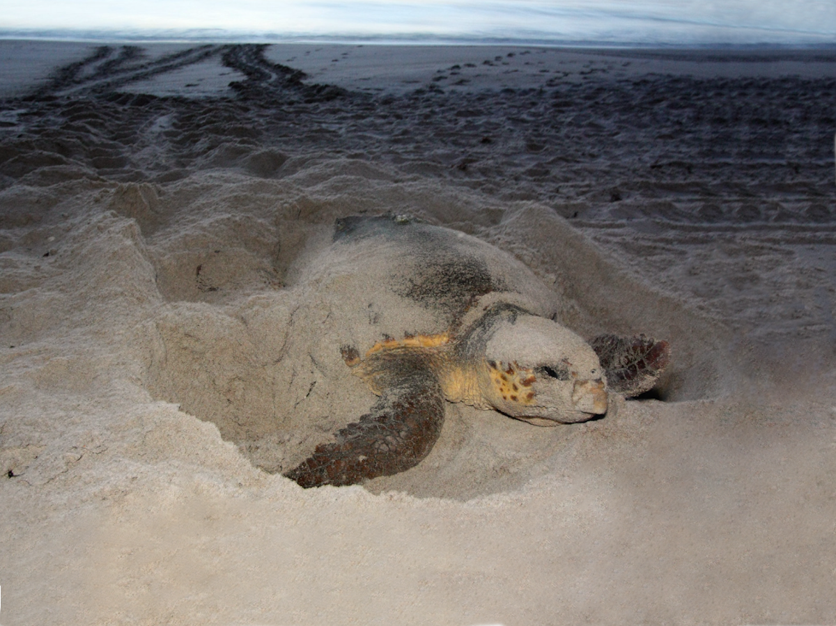 nestingseaturtle.png