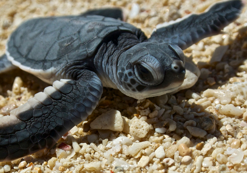 Pleasure Island Sea Turtles