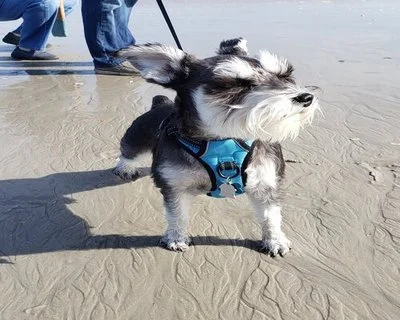 Bagheeraonbeachresize2.jpg