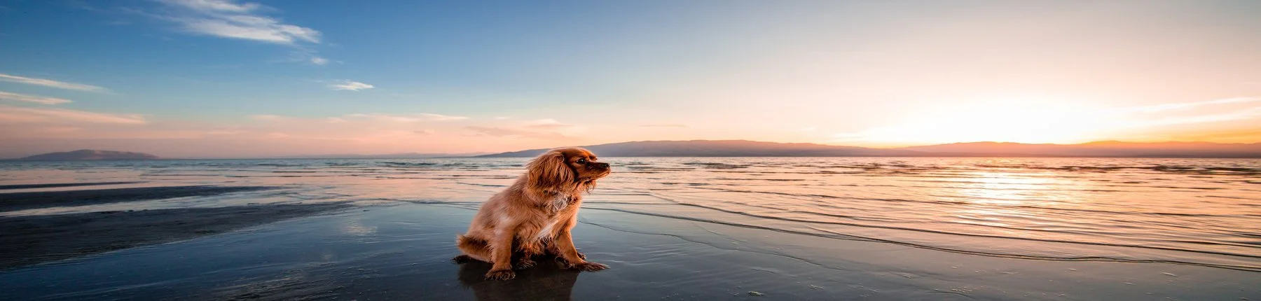 dogheaderimage.jpg