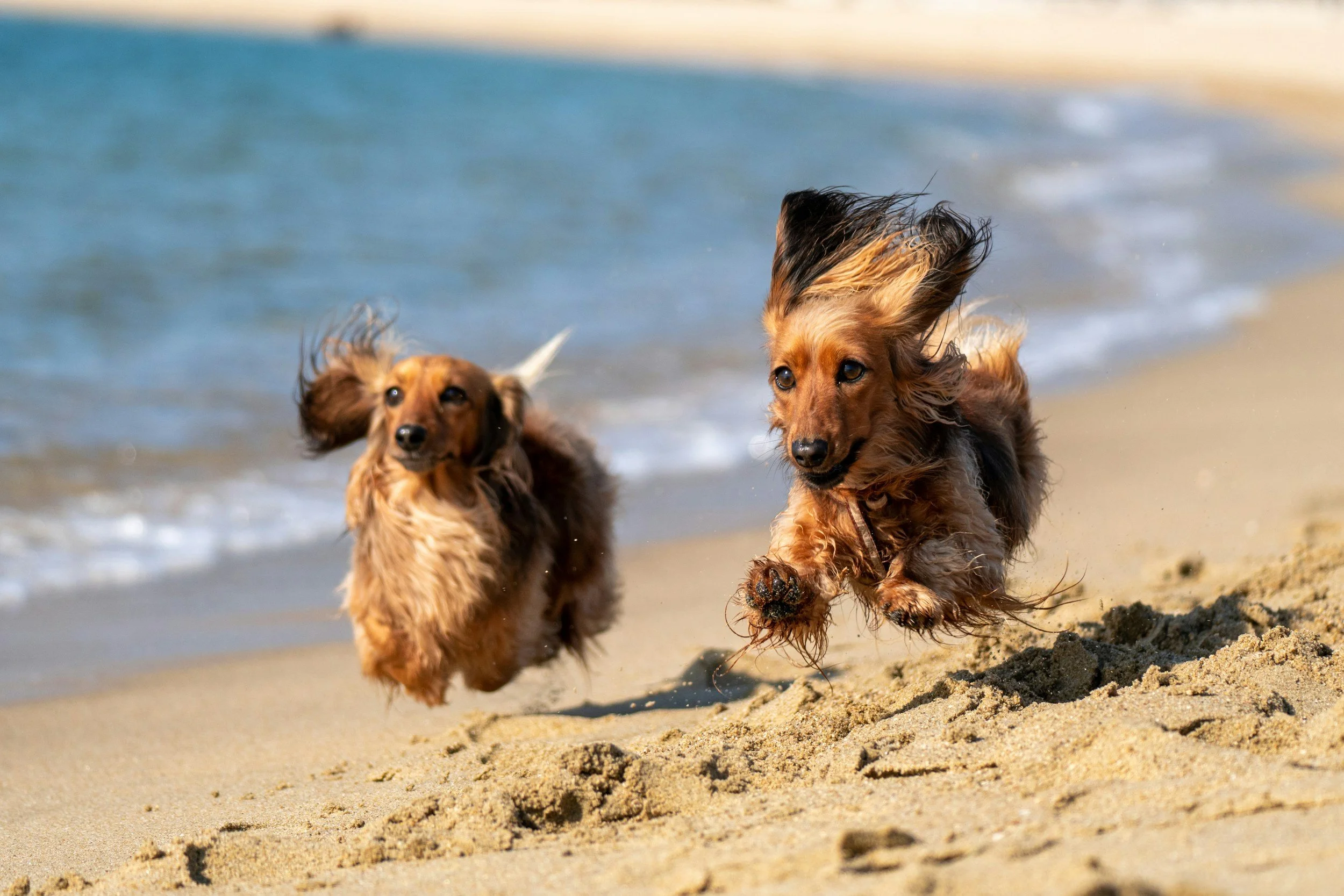 bringing your dog