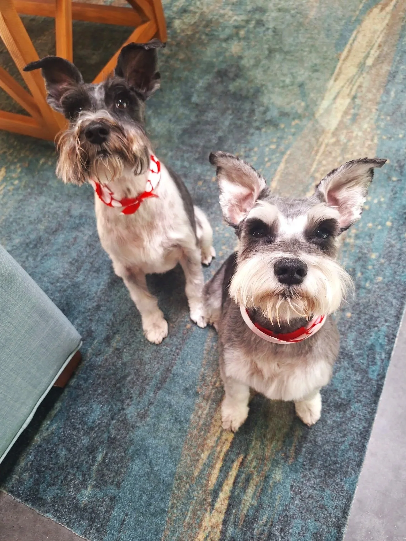 Two small dogs with gray, black, and white fur sit on a multicolored carpet looking up at the camera. They are both wearing red bandanas with white patterns around their necks. There is wooden furniture in the background.