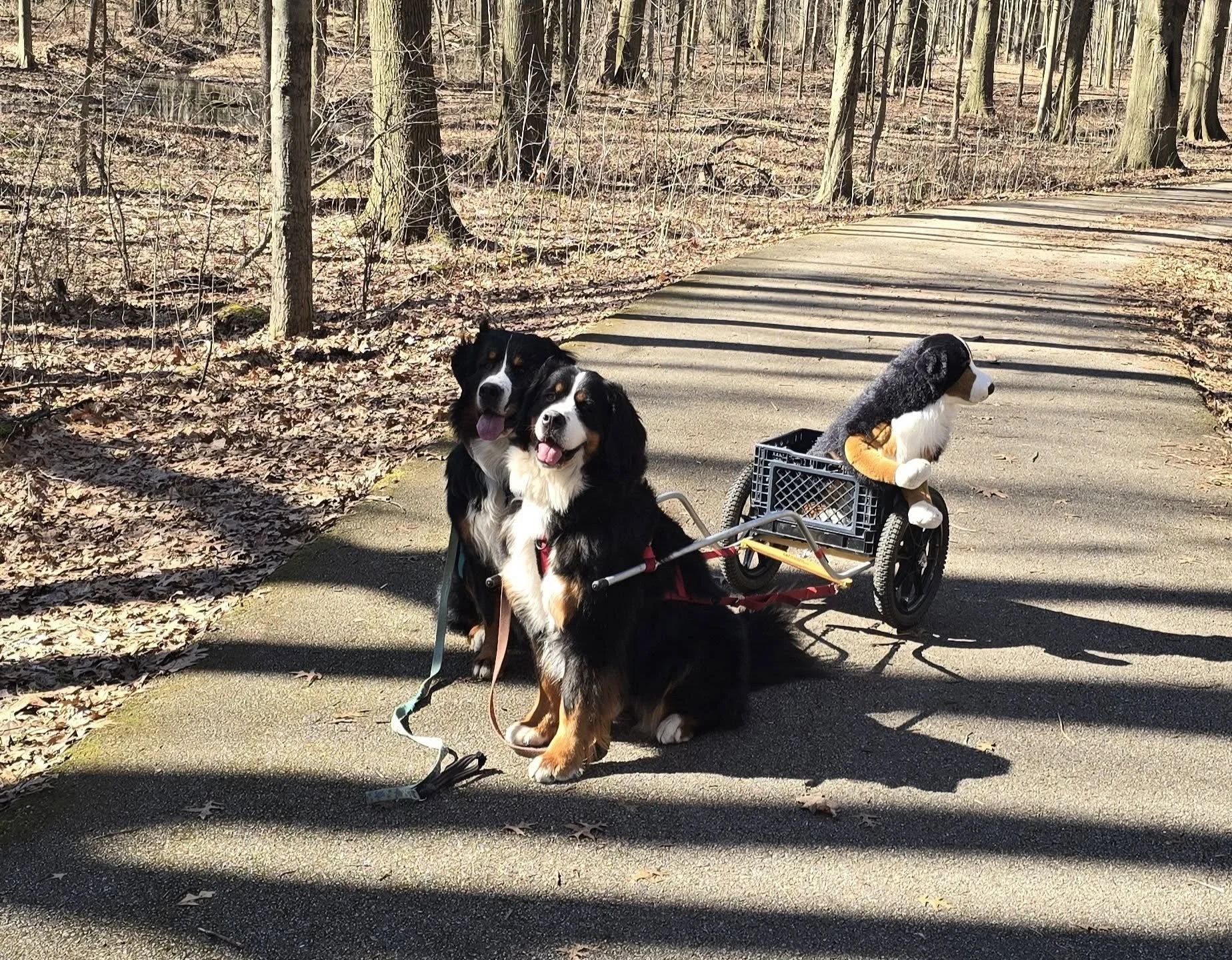 berner cart.jpg