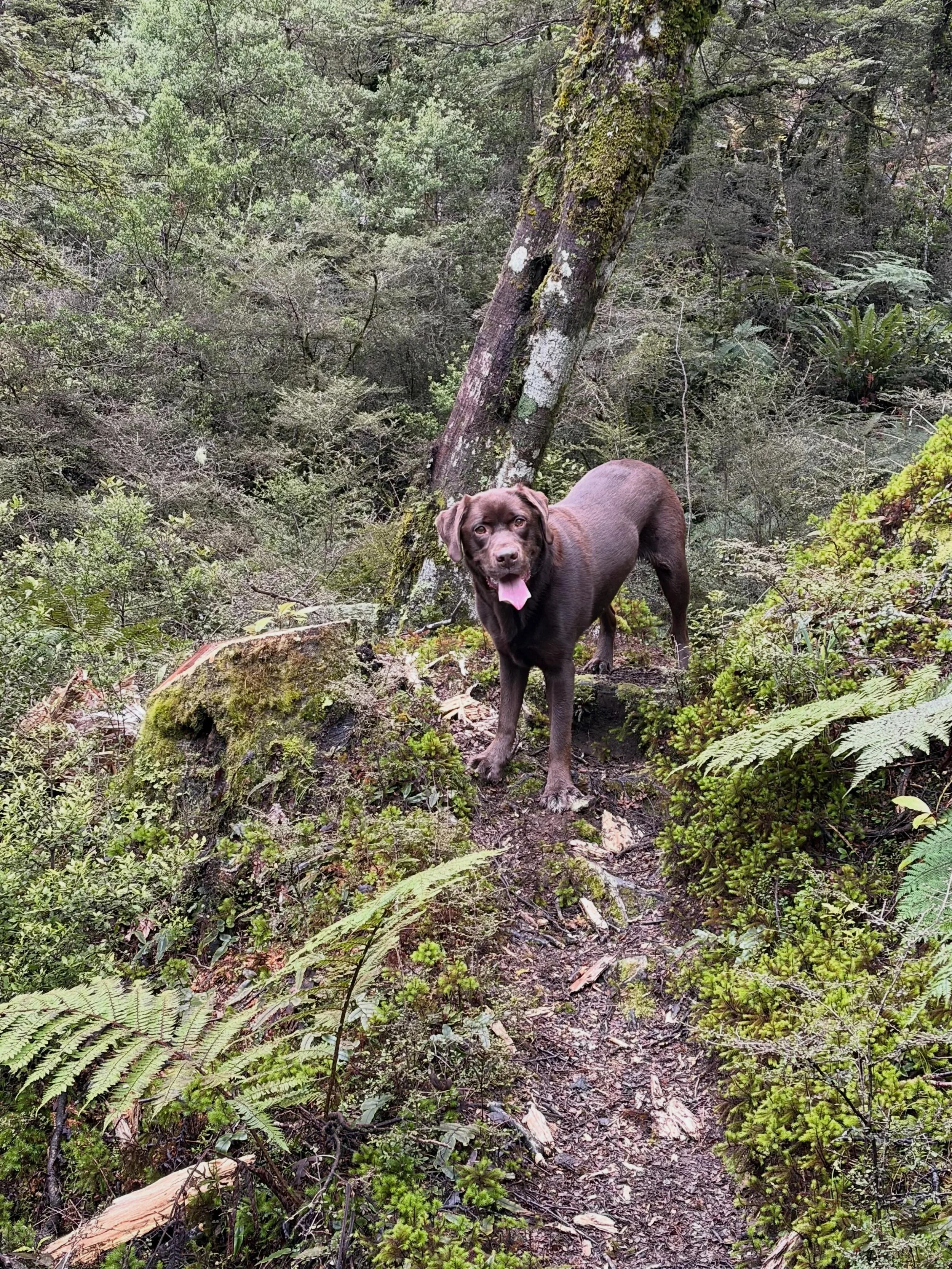 Every time I go hiking I use it as a reminder to update Jimmy&rsquo;s emergency supplies in the car 

He gets enough dog biscuits for about four days

Two litres of water (I&rsquo;m not too fussy about the amount because after that he can drink prett