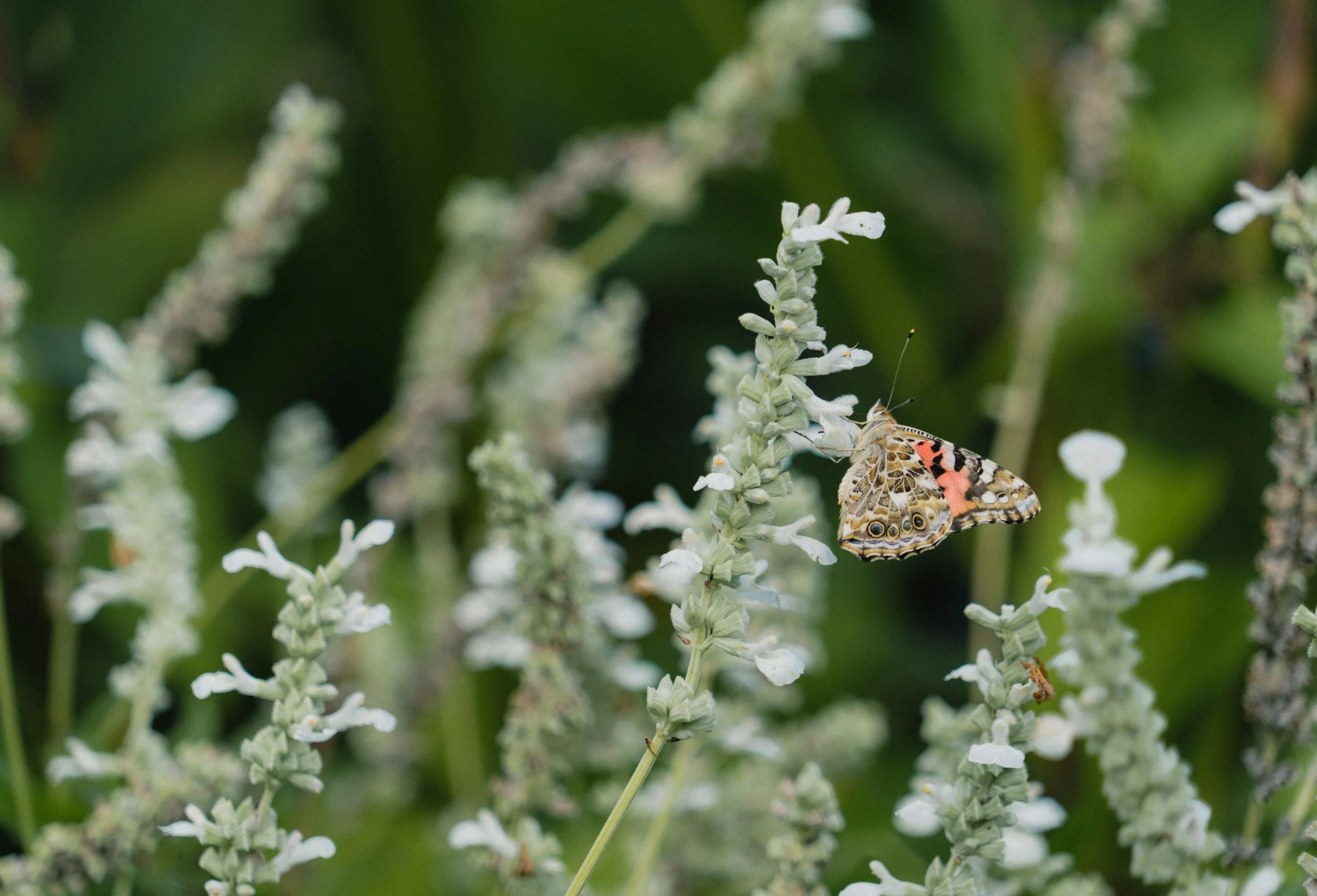 A butterfly perched on a white flowering plant with green foliage in the background