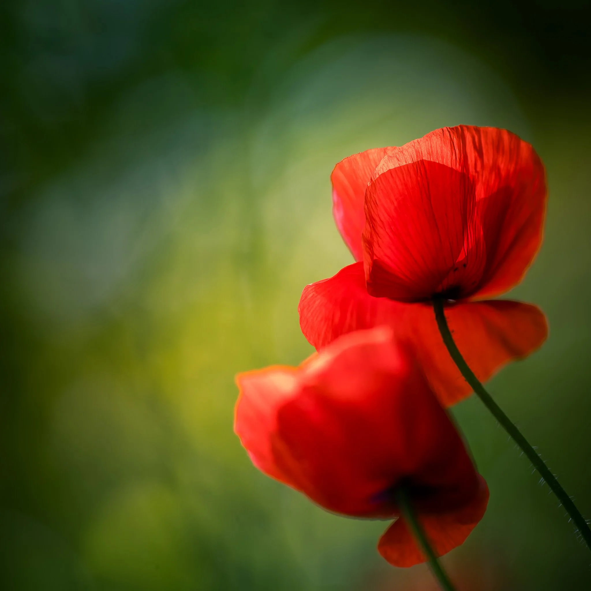 Red poppy flowers, Flowers collection tile
