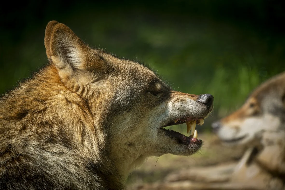 Wolf portrait snarling with pack member in background, wildlife wall art print