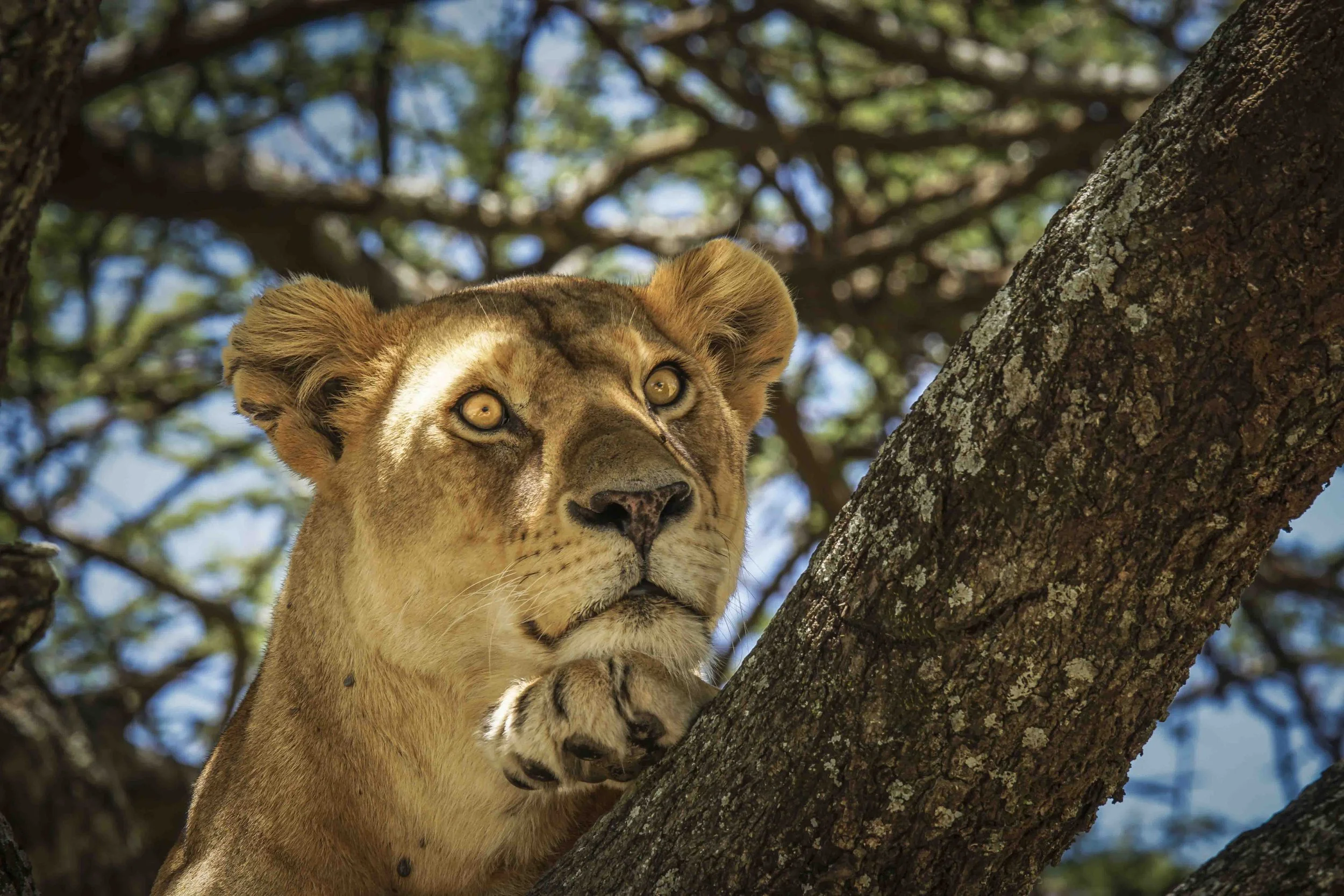 Lioness resting in an acacia tree with clear blue sky, wildlife photography from Tanzania for a bright, energetic room