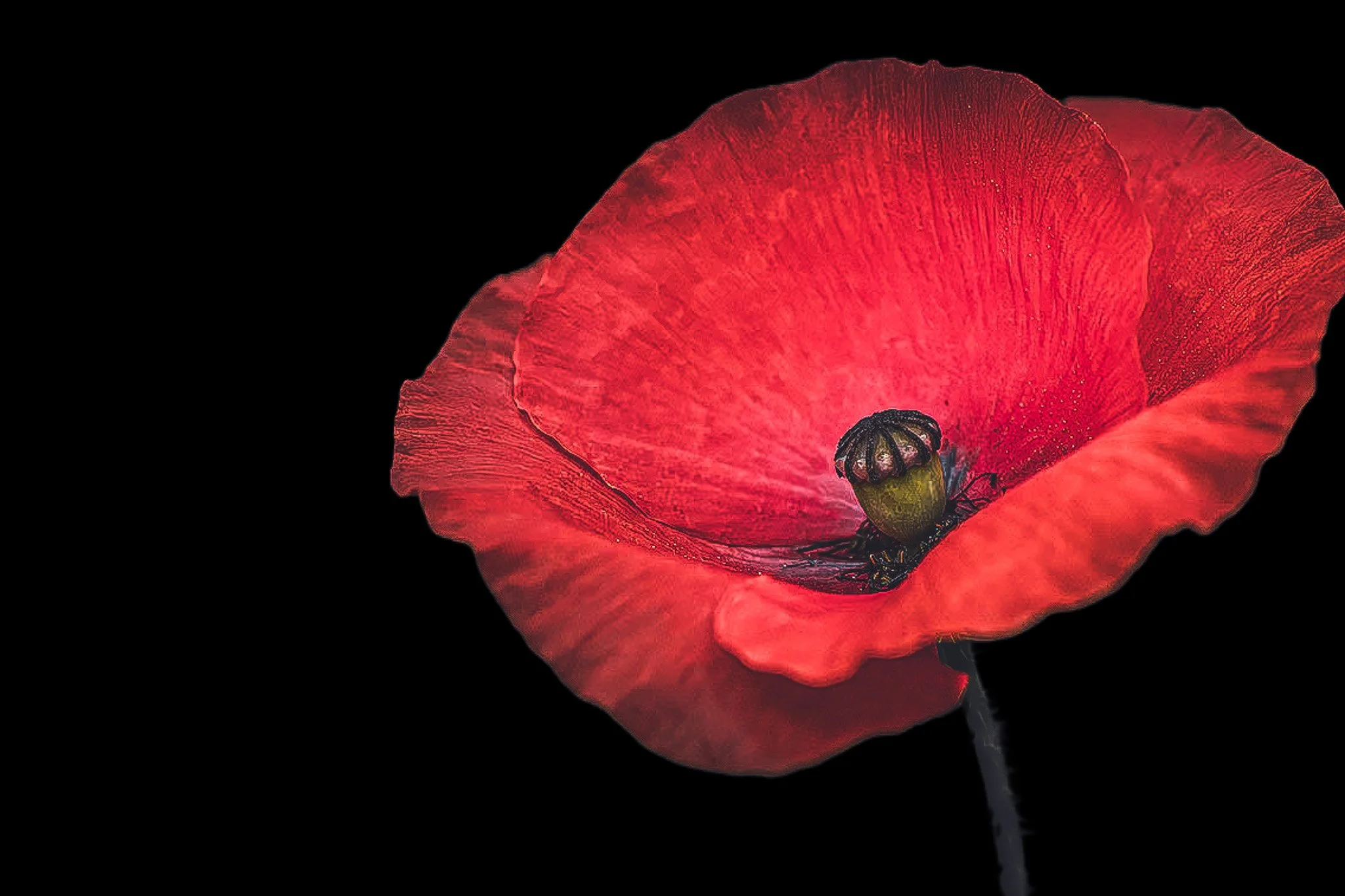 How I Photograph Flowers (And Why You Don't Need to Travel to Find Them)
