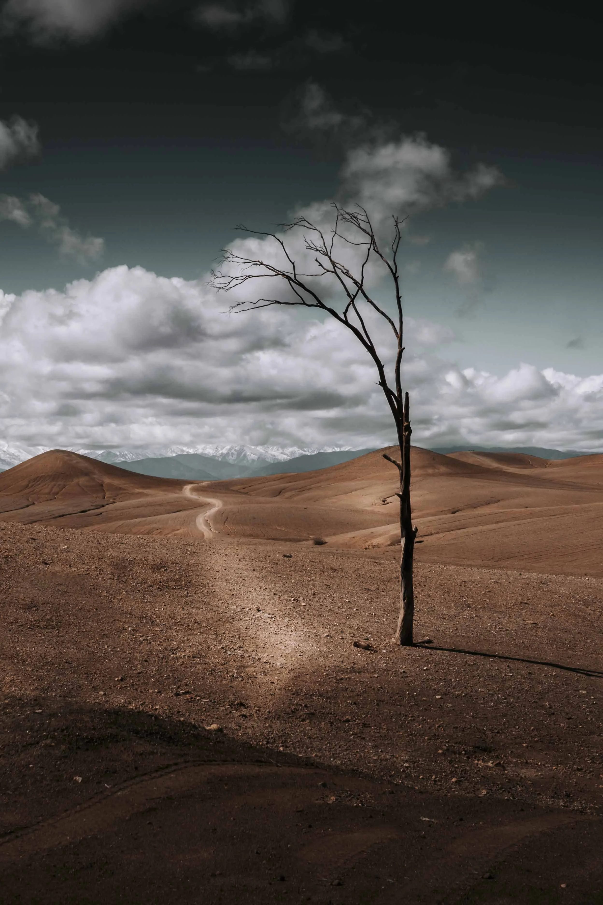 Lone Tree in the Desert, Morocco — Desert Landscape Wall Art