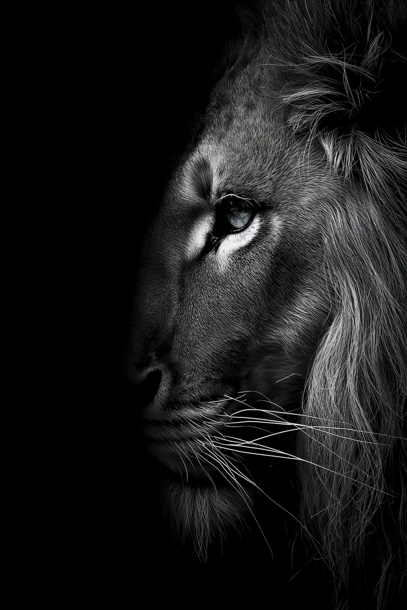 Lion Portrait — Black and White Fine Art Print