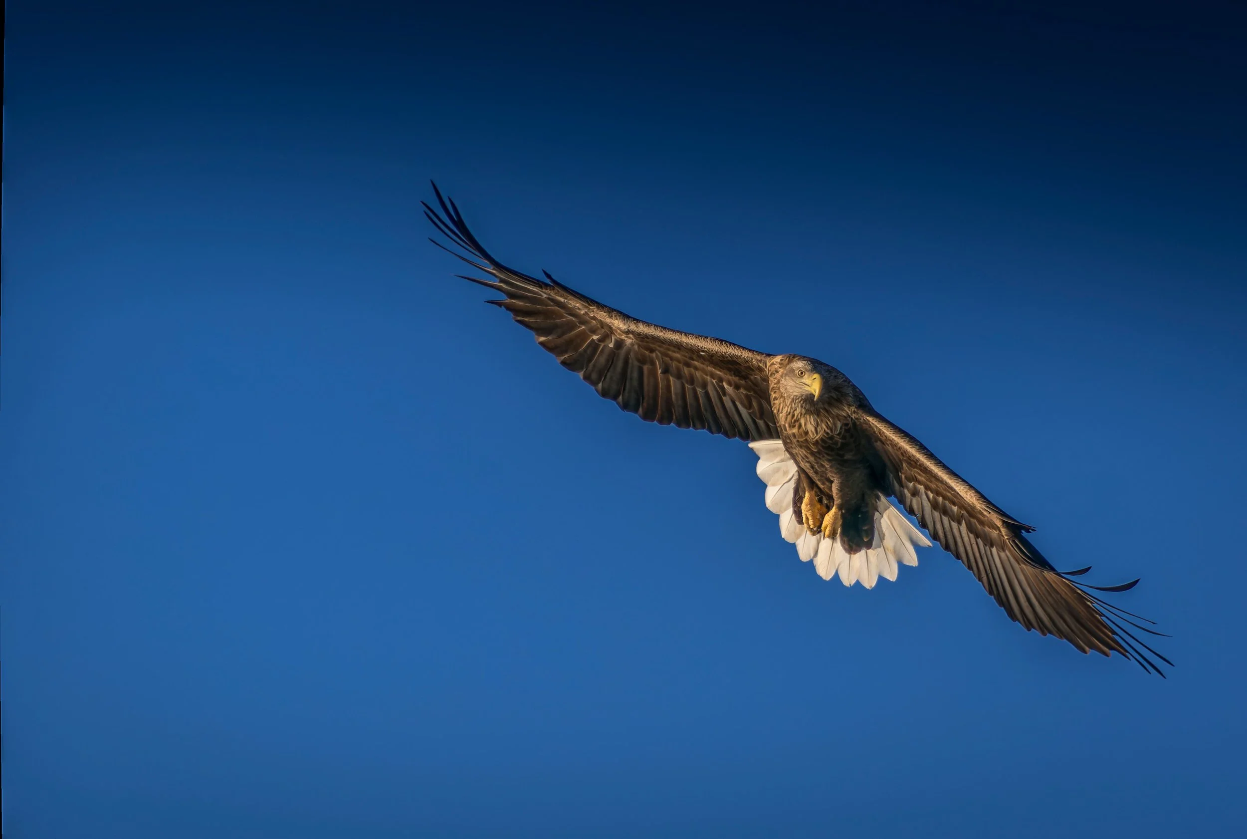 White-Tailed Eagle in Flight — Wildlife Wall Art