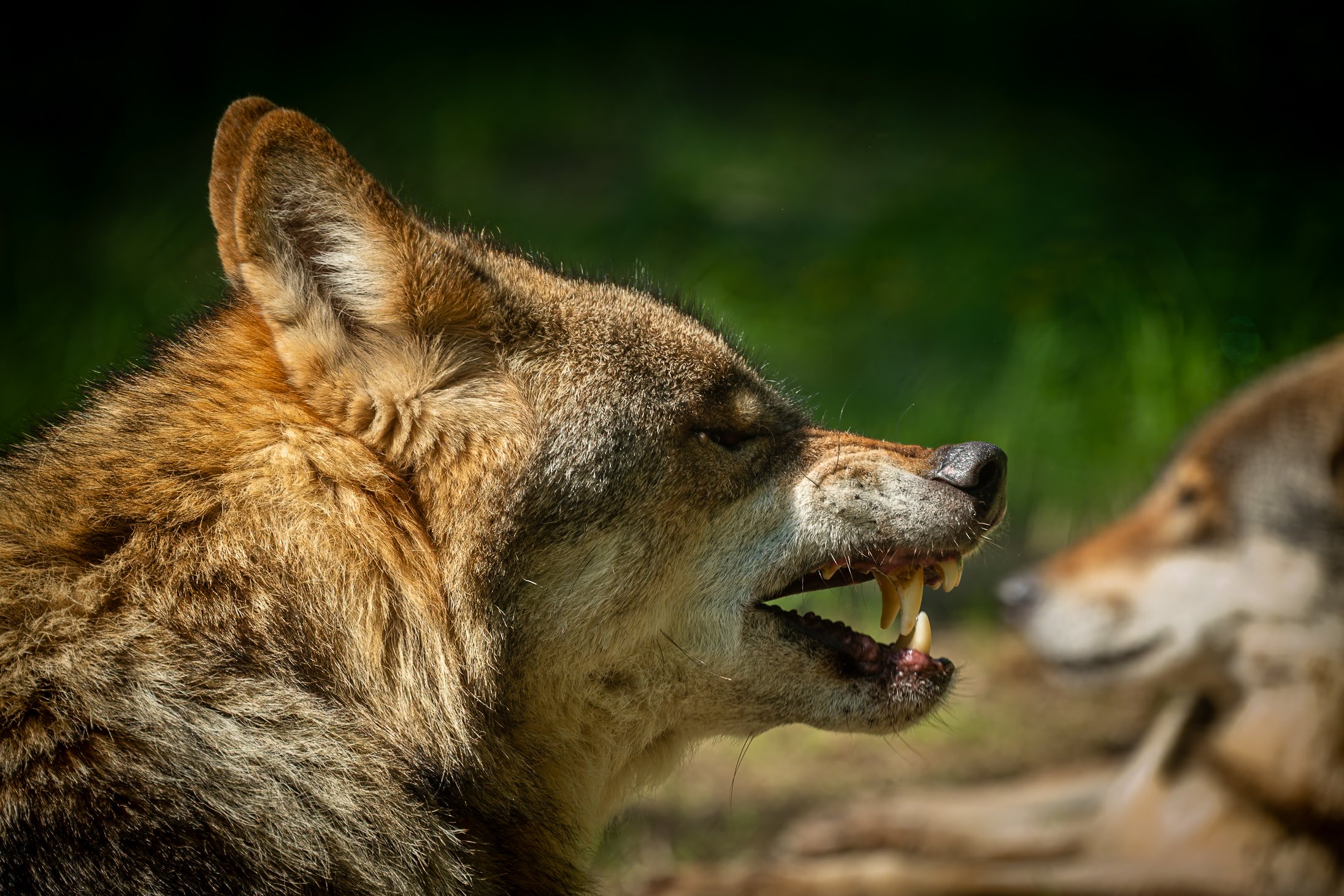 Snarling Wolf, Germany