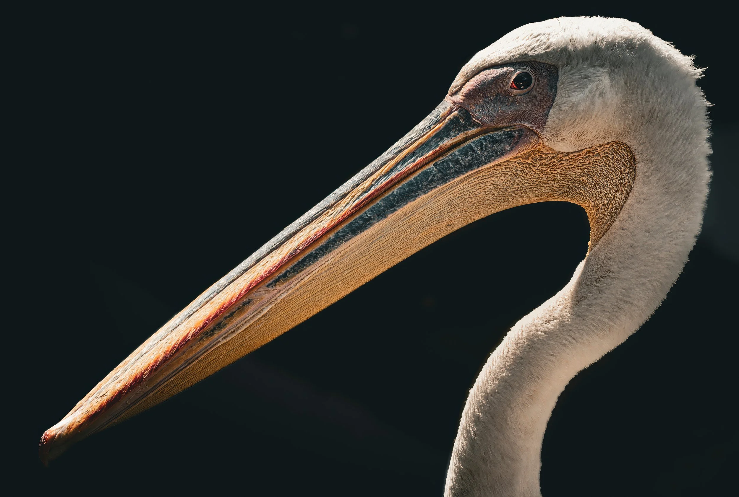 Pelican Portrait — Wildlife Photo Print on Black